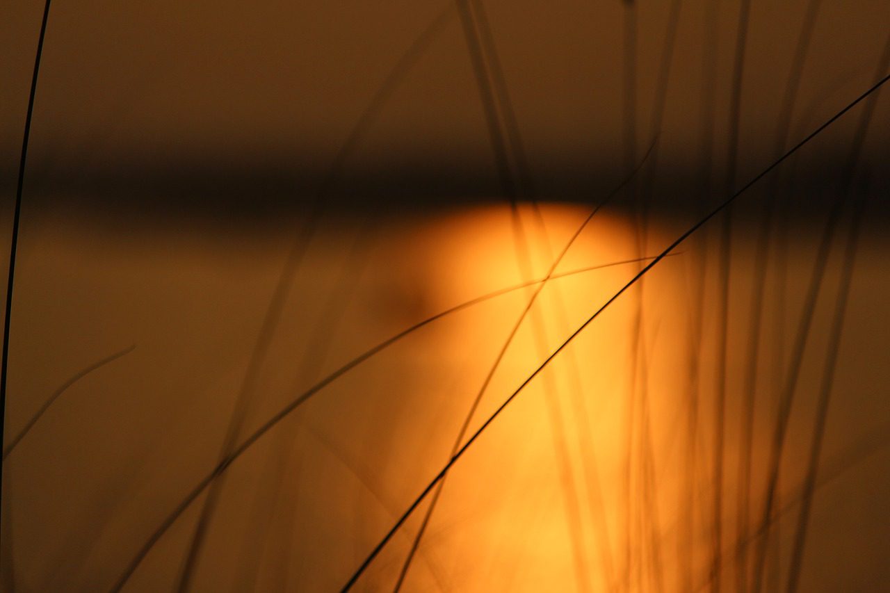 Sunset over pond grass