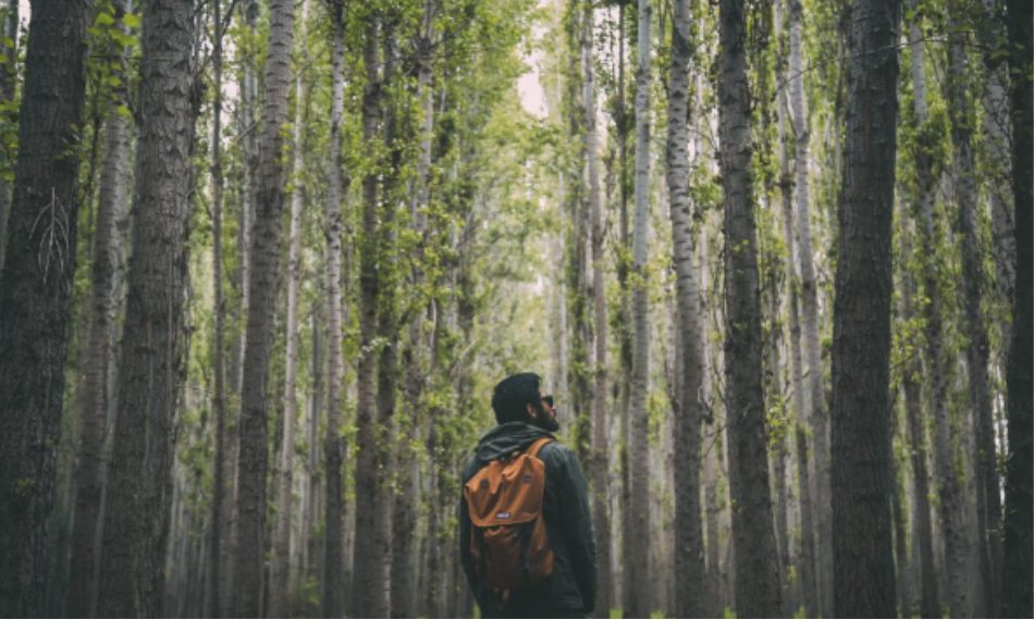 Person walking in the forest